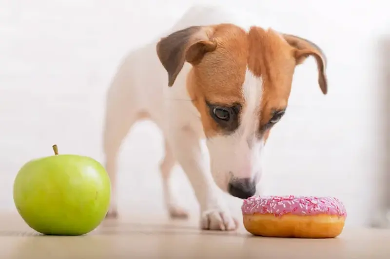 10 alimentos prohibidos para perros