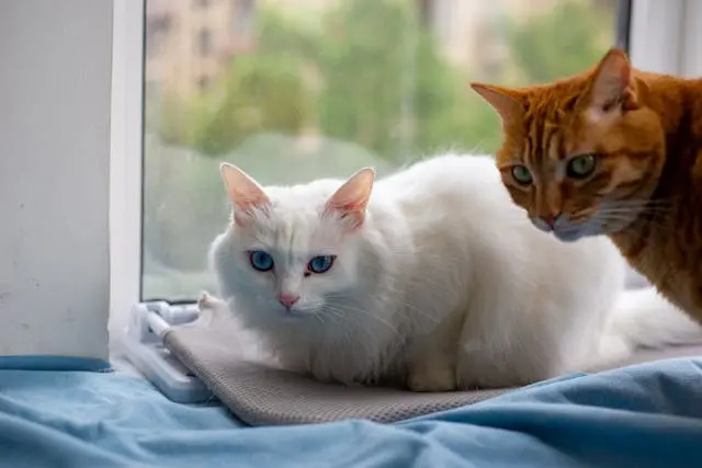 Normas para la tenencia de mascotas en condominios