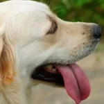 ¿Qué es la termorregulación y por qué es importante?