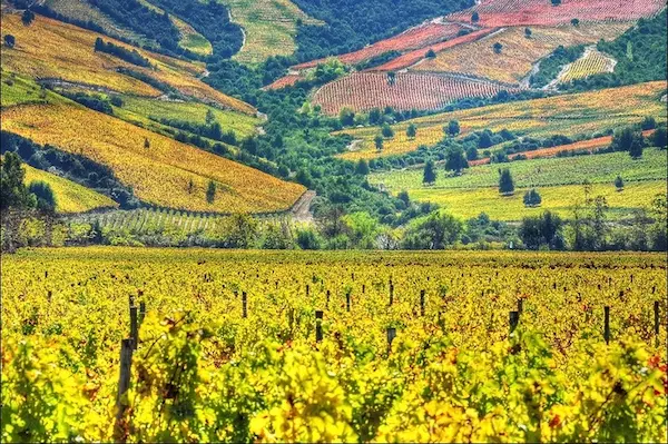 Valle de Colchagua