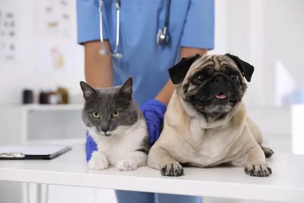 Servicios para mascotas