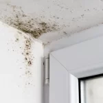 ¿Qué es el moho en el hogar y cómo prevenirlo?