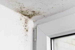 ¿Qué es el moho en el hogar y cómo prevenirlo?