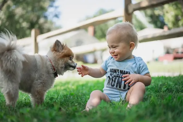 un bebe tocando a un perro