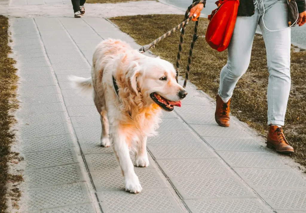 tenencia responsable de mascotas