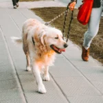 Tenencia responsable de mascotas: cómo educar para cuidar y respetar a los animales